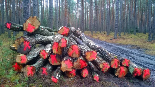 Рубить Дрова Лесу Дров — стоковое фото