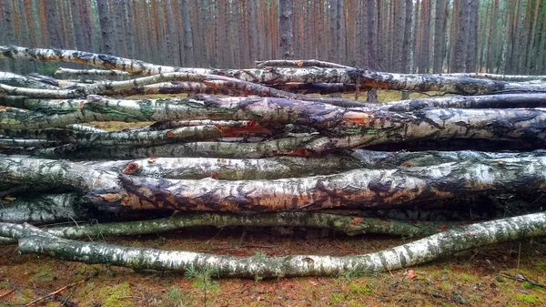 Wyciąć Dzienniki Lesie Drewno Kominkowe — Zdjęcie stockowe