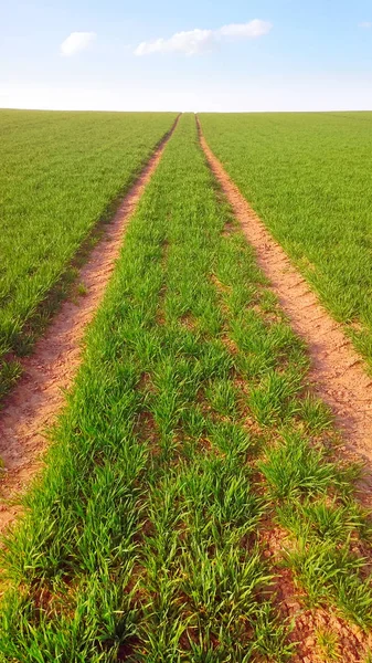 Jarní krajina. Zelená pšenice pole pod modrou oblohou — Stock fotografie