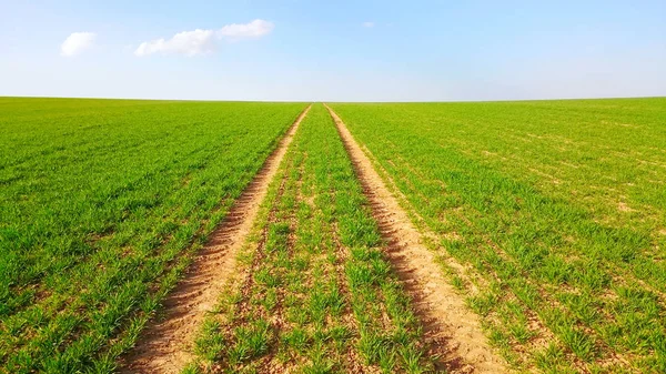 Pemandangan musim semi. Ladang gandum hijau di bawah langit biru — Stok Foto