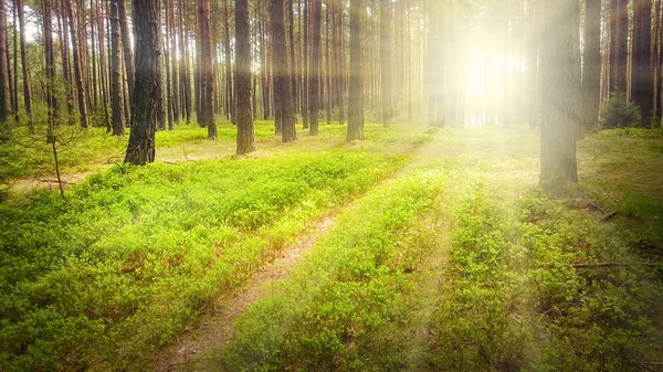 Első sunrays fenyves erdőben. — Stock Fotó