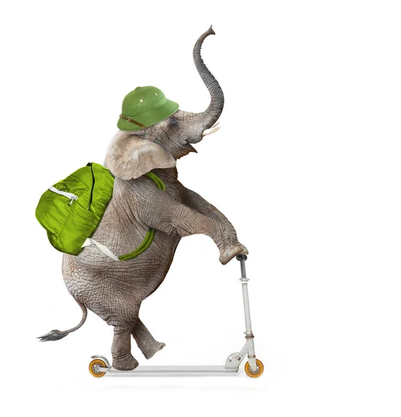 Gelukkig olifant als een avonturier op push-scooter. — Stockfoto