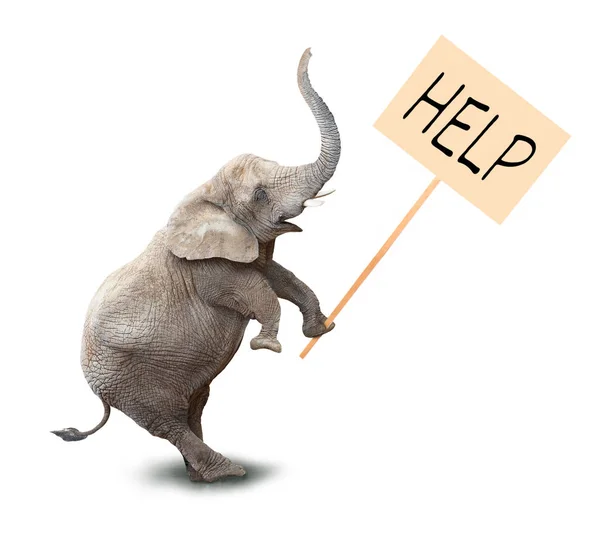 Elefant mit Werbetafel. — Stockfoto