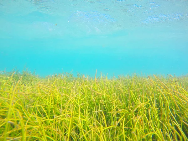 Plantation sous-marine d'herbe marine près de la côte de l'île de la Réunion — Photo