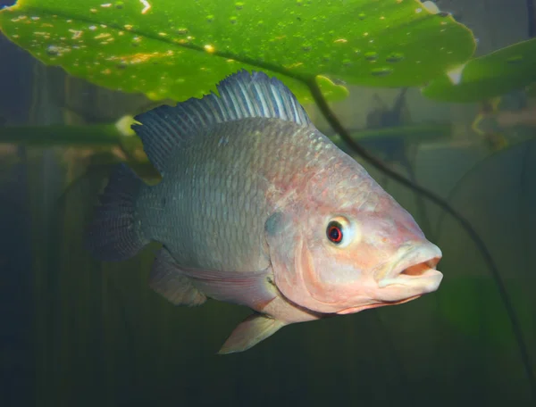 De Tilapia vis onder water. — Stockfoto