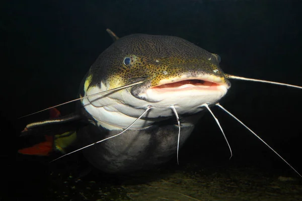 A cauda vermelha Catfish subaquático . — Fotografia de Stock
