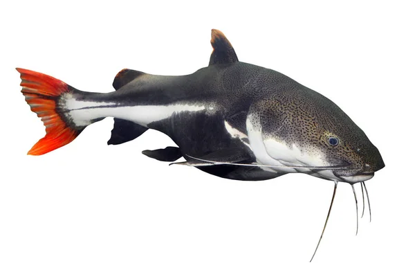 Tropiska fiskar. De Red Tail Catfish — Stockfoto