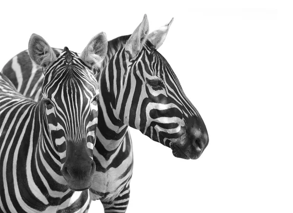 As planícies Zebra, Equus quagga . — Fotografia de Stock