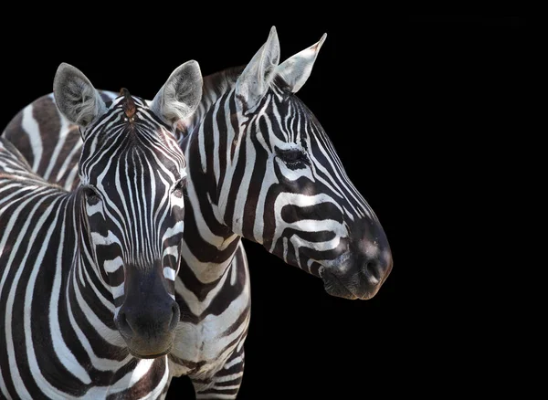 As planícies Zebra, Equus quagga . — Fotografia de Stock