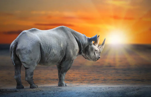 Último Rinoceronte Branco Ceratotherium Simum Cottoni Praia Contra Pôr Sol — Fotografia de Stock