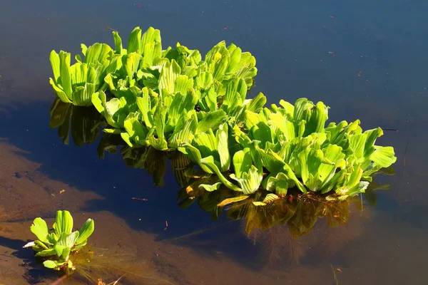 Water Lettuce or Water Rose Pistia stratiotes — Stock Photo, Image