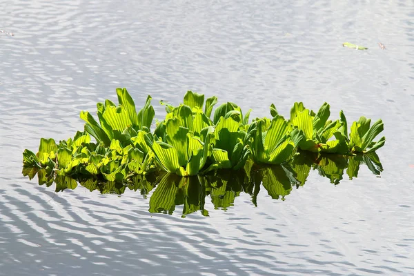 Selada Air atau Tepi Mawar Air Pistia — Stok Foto