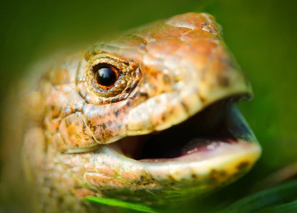 Smějící se ještěrka (The Sand ještěrka Lacerta agilis). — Stock fotografie