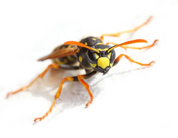 Beyaz zemin üzerine sarı ceket Wasp. — Stok fotoğraf