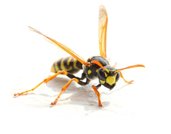 Жовтій куртці Wasp на білому тлі. — стокове фото