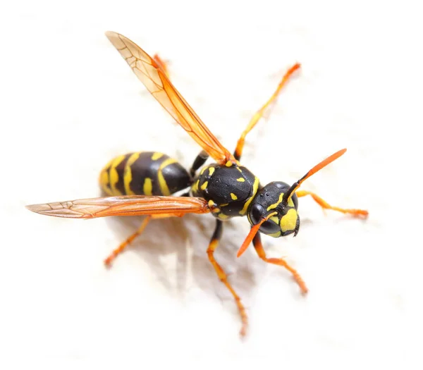 Beyaz zemin üzerine sarı ceket Wasp. — Stok fotoğraf