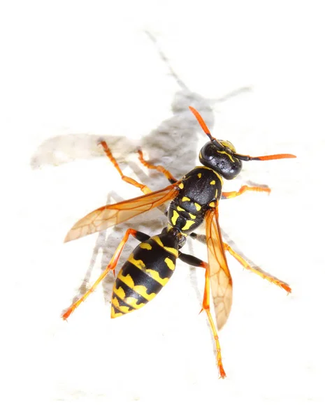 Chaqueta Amarilla Avispa sobre fondo blanco . — Foto de Stock