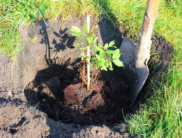 Planting of The Honeyberry or Sweetberry Honeysuckle — Stock Photo, Image