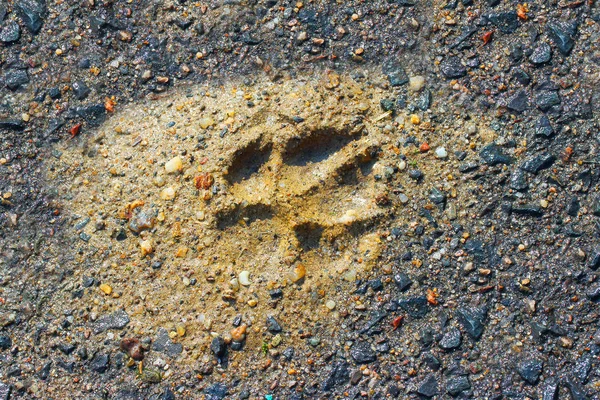 在泥泞的地面狼跟踪 — 图库照片