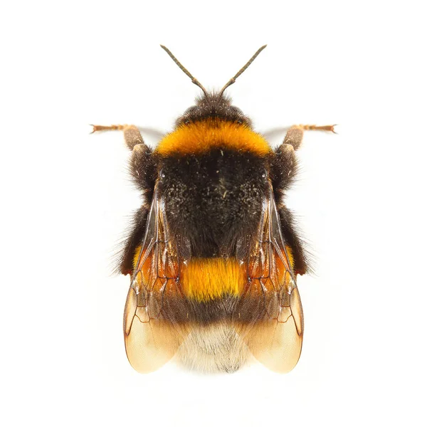 O Bumblebee ou Bumble Bee — Fotografia de Stock