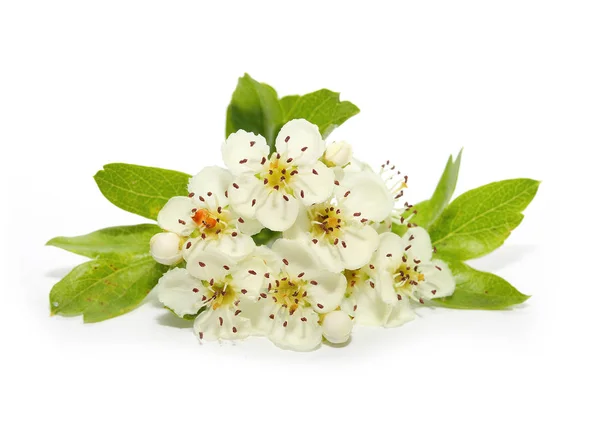 A flor de Espinheiro isolado em branco . — Fotografia de Stock