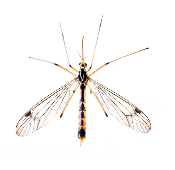 Tropical mosquito view — Stock Photo, Image