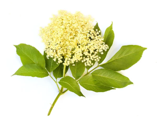 The Elder or Elderberry — Stock Photo, Image