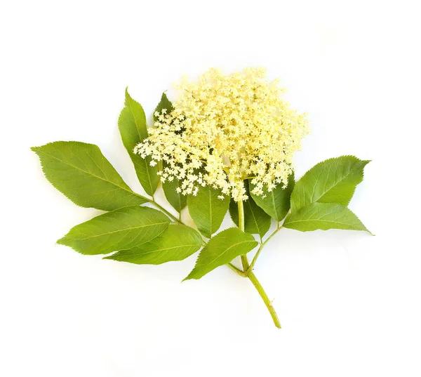 The Elder or Elderberry — Stock Photo, Image