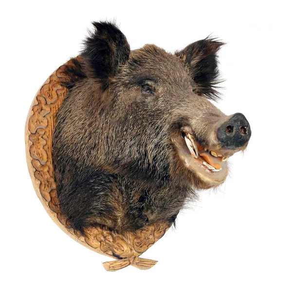 Wild boar - Sus scrofa head isolated on a white — Stock Photo, Image