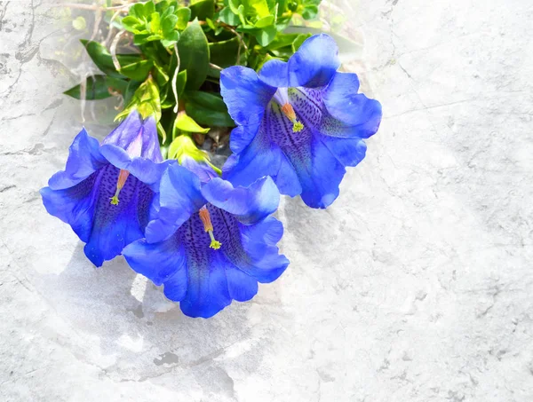 A trombeta gentiana - Gentiana Kochiana — Fotografia de Stock