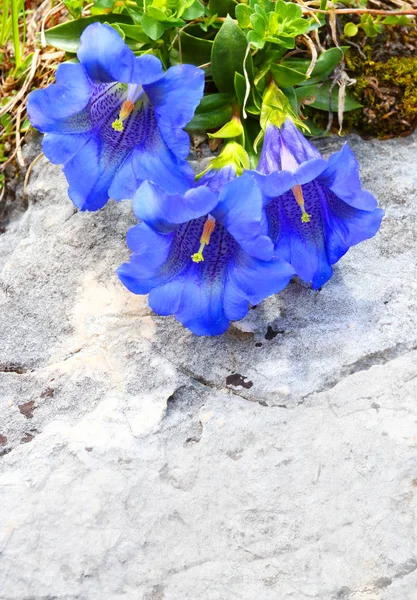 Trompet centiyana - Gentiana Kochiana