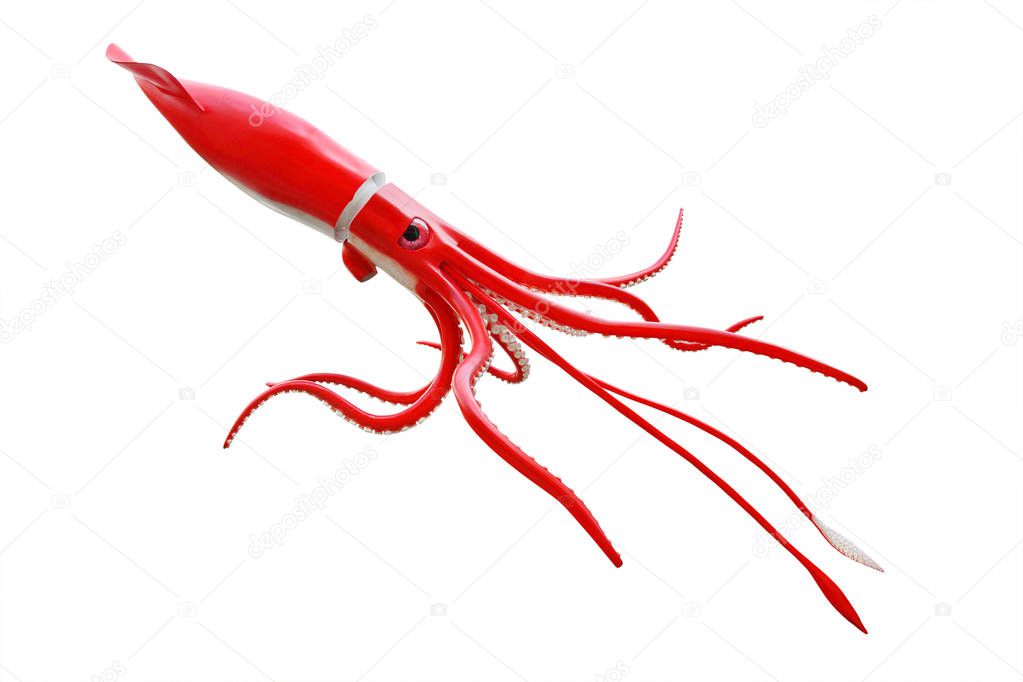 The Giant Squid - Architeuthis isolated on white