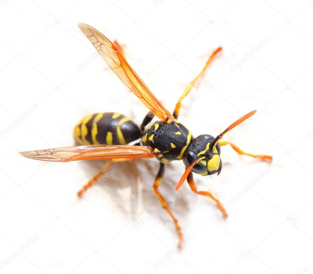Yellow Jacket Wasp on white background. 