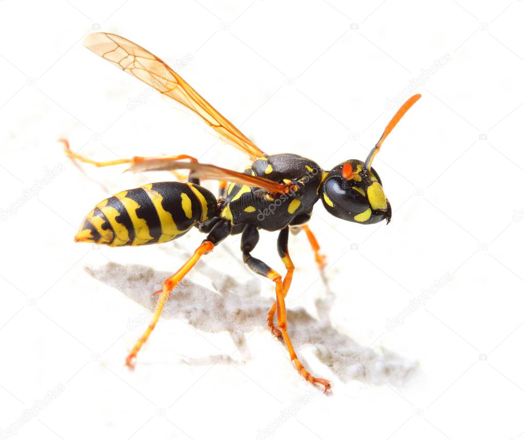 Yellow Jacket Wasp on white background. 