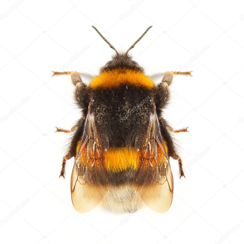 The Bumblebee or Bumble Bee