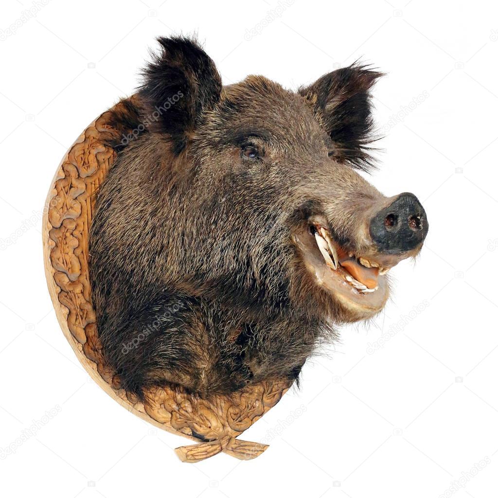 Wild boar - Sus scrofa head isolated on a white