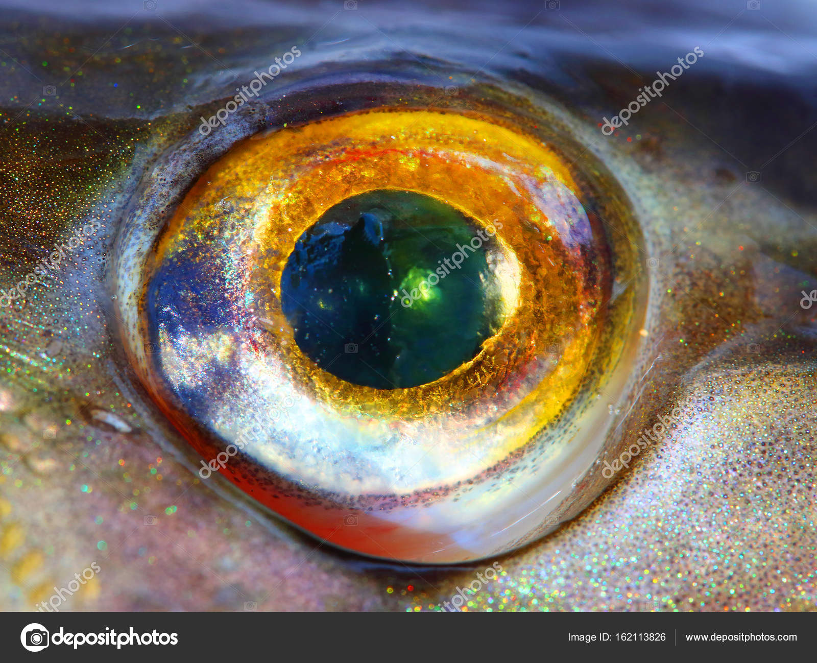 Fish Eye Close Up Stock Photo Image By C Vladvitek Fish Eye Close Up Stock Photo Image By C Vladvitek