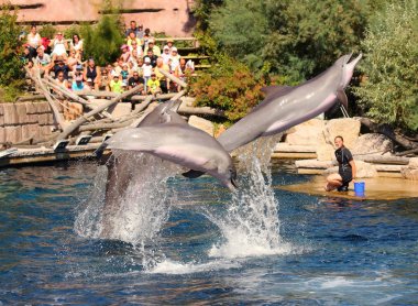 Nürnberg Almanya - 18 Ağustos 2016: Yunuslar ile egzersiz, atlama, Dolphinarium hayvanat Nürnberg oynayan tanımlanamayan eğitmenler. Eğlenceli ve eğlence hayvanlarla.