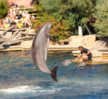 Nürnberg Almanya - 18 Ağustos 2016: Yunuslar ile egzersiz, atlama, Dolphinarium hayvanat Nürnberg oynayan tanımlanamayan eğitmenler. Eğlenceli ve eğlence hayvanlarla.