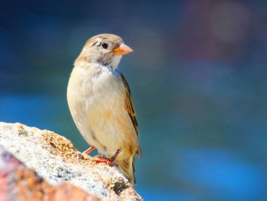 Bir kuş masada bir ev serçe (Passer domesticus) erkek. Yaban hayatı kış arka plan. Alan metni içeren resim.