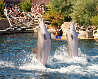 Nürnberg Almanya - 18 Ağustos 2016: Yunuslar ile egzersiz, atlama, Dolphinarium hayvanat Nürnberg oynayan tanımlanamayan eğitmenler. Eğlenceli ve eğlence hayvanlarla.