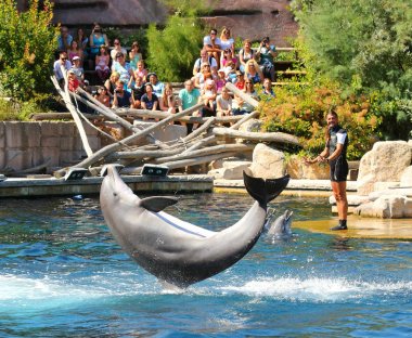 Nürnberg Almanya - 18 Ağustos 2016: Yunuslar ile egzersiz, atlama, Dolphinarium hayvanat Nürnberg oynayan tanımlanamayan eğitmenler. Eğlenceli ve eğlence hayvanlarla.