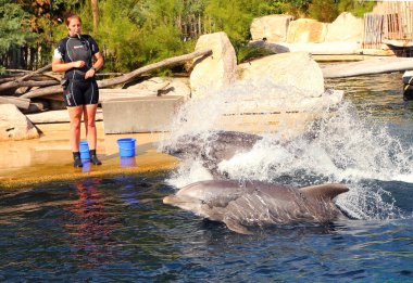 Nürnberg Almanya - 18 Ağustos 2016: Yunuslar ile egzersiz, atlama, Dolphinarium hayvanat Nürnberg oynayan tanımlanamayan eğitmenler. Eğlenceli ve eğlence hayvanlarla.