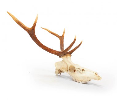 Kızıl geyik (Cervus elaphus) kafatası beyaz zemin üzerine boynuzları ile. Sergi için hazırlanan avcılık kupa.