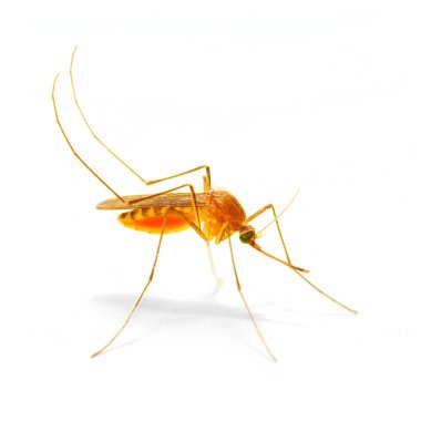 Beyaz arka plan üzerinde izole Anofel mosquito.
