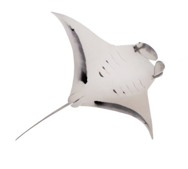 Manta Ray - Manta Birostris beyaz izole..
