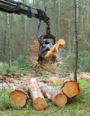 Ormanda çalışan hasatçı..