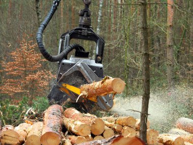 The harvester working in a forest. clipart