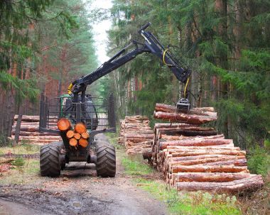 The harvester working in a forest. clipart