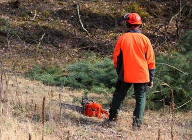 Bir ormanda çalışan oduncu.